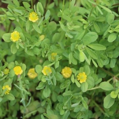 Trifolium campestre (Hop Clover) at Glenroy, NSW - 16 Oct 2021 by KylieWaldon