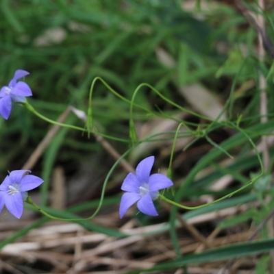 Wahlenbergia sp. (Bluebell) at Glenroy, NSW - 16 Oct 2021 by KylieWaldon