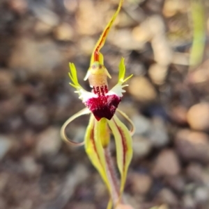 Caladenia atrovespa at Bruce, ACT - 19 Oct 2021