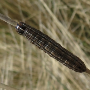 Persectania ewingii at Mount Clear, ACT - 18 Oct 2021