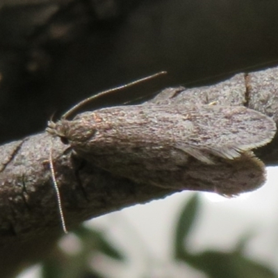 Ericrypsina ductaria at Mount Clear, ACT - 18 Oct 2021 by Christine