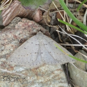 Taxeotis (genus) at Mount Clear, ACT - 18 Oct 2021