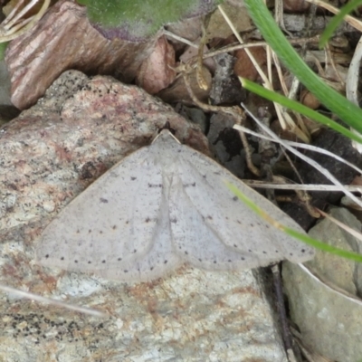 Taxeotis (genus) (Unidentified Taxeotis geometer moths) at Mount Clear, ACT - 18 Oct 2021 by Christine