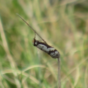 Philobota lysizona at Mount Clear, ACT - 18 Oct 2021 01:26 PM