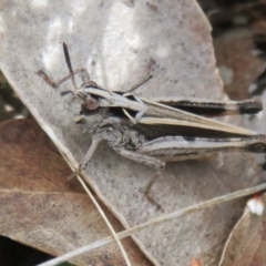 Cryptobothrus chrysophorus (Golden Bandwing) at Mount Clear, ACT - 18 Oct 2021 by Christine