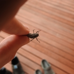 Cryptobothrus chrysophorus at Carwoola, NSW - 19 Oct 2021