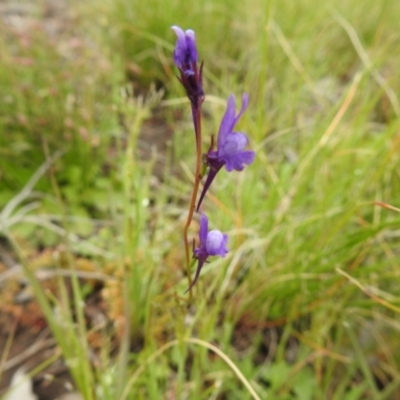 Linaria pelisseriana (Pelisser's Toadflax) at Carwoola, NSW - 19 Oct 2021 by Liam.m