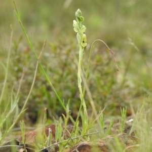 Hymenochilus bicolor (ACT) = Pterostylis bicolor (NSW) at Carwoola, NSW - suppressed