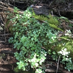 Australina pusilla subsp. muelleri at Paddys River, ACT - 9 Oct 2021