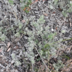 Genista monspessulana (Cape Broom, Montpellier Broom) at Carwoola, NSW - 18 Oct 2021 by Liam.m