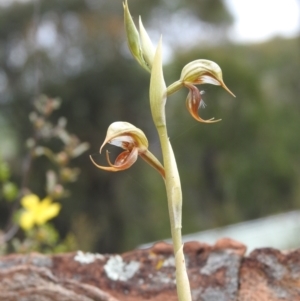 Oligochaetochilus hamatus at Carwoola, NSW - suppressed