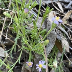 Vittadinia cuneata var. cuneata (Fuzzy New Holland Daisy) at Jerrabomberra, NSW - 19 Oct 2021 by Steve_Bok