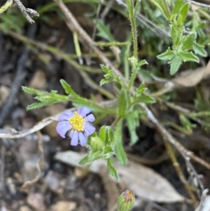 Vittadinia cuneata var. cuneata at Jerrabomberra, NSW - 19 Oct 2021