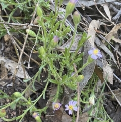 Vittadinia cuneata var. cuneata at Jerrabomberra, NSW - 19 Oct 2021