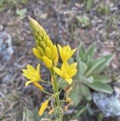 Bulbine sp. at Googong, NSW - 19 Oct 2021 by SteveBorkowskis