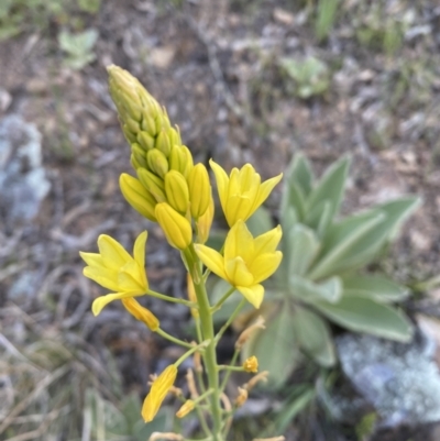 Bulbine sp. at Googong, NSW - 19 Oct 2021 by Steve_Bok