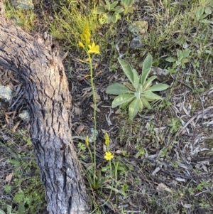 Bulbine sp. at Googong, NSW - 19 Oct 2021 05:44 PM