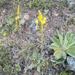 Bulbine sp. at Googong, NSW - 19 Oct 2021 05:44 PM