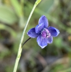 Arthropodium minus (Small Vanilla Lily) at Jerrabomberra, NSW - 19 Oct 2021 by Steve_Bok