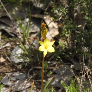 Bulbine glauca at Carwoola, NSW - 19 Oct 2021