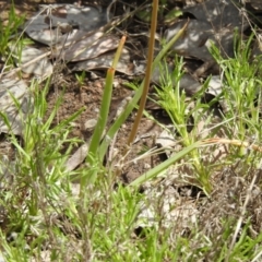 Bulbine glauca at Carwoola, NSW - 19 Oct 2021