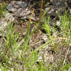 Bulbine glauca at Carwoola, NSW - suppressed