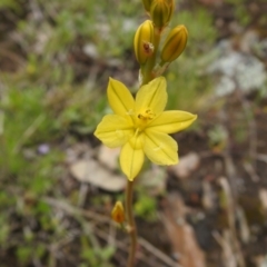 Bulbine glauca at Carwoola, NSW - 19 Oct 2021