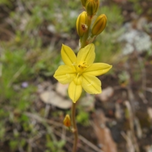 Bulbine glauca at Carwoola, NSW - suppressed