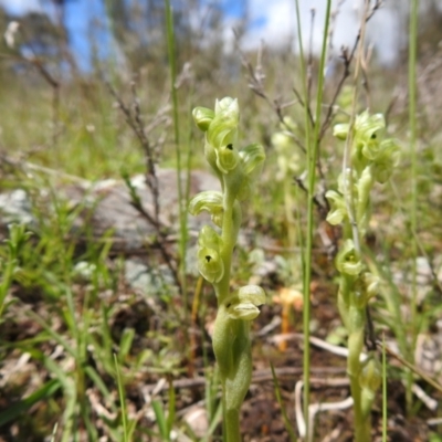 Hymenochilus cycnocephalus (Swan greenhood) at Carwoola, NSW - 19 Oct 2021 by Liam.m