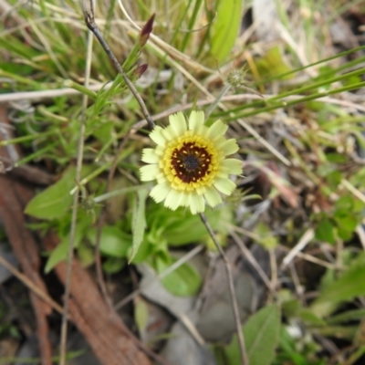 Tolpis barbata (Yellow Hawkweed) at Carwoola, NSW - 19 Oct 2021 by Liam.m