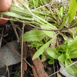 Tolpis barbata at Carwoola, NSW - 19 Oct 2021