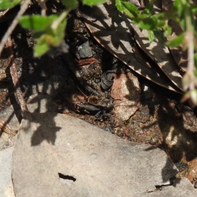 Bobilla sp. (genus) (A Small field cricket) at Carwoola, NSW - 19 Oct 2021 by Liam.m