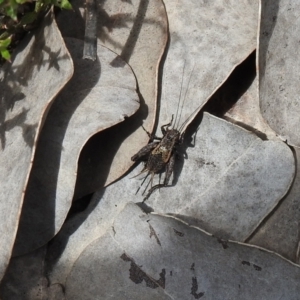 Bobilla sp. (genus) at Carwoola, NSW - suppressed