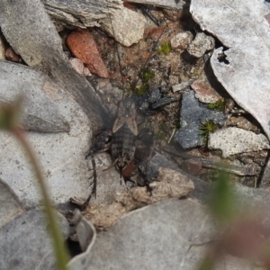 Bobilla sp. (genus) at Carwoola, NSW - suppressed