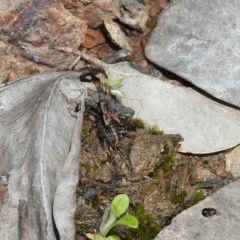 Bobilla sp. (genus) at Carwoola, NSW - suppressed