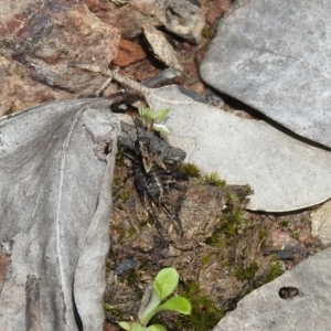 Bobilla sp. (genus) at Carwoola, NSW - suppressed