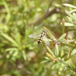 Melangyna viridiceps at Carwoola, NSW - suppressed