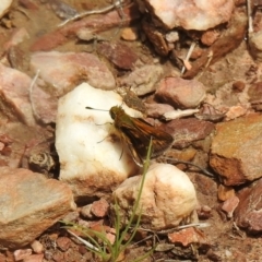 Taractrocera papyria (White-banded Grass-dart) at Carwoola, NSW - 19 Oct 2021 by Liam.m