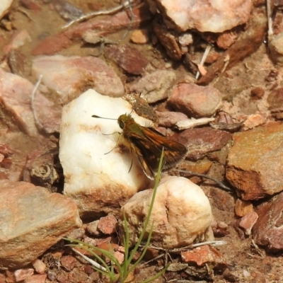 Taractrocera papyria (White-banded Grass-dart) at Carwoola, NSW - 19 Oct 2021 by Liam.m
