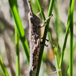 Coryphistes ruricola at Stromlo, ACT - 19 Oct 2021