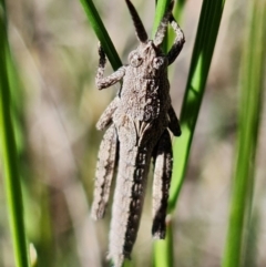 Coryphistes ruricola at Stromlo, ACT - 19 Oct 2021