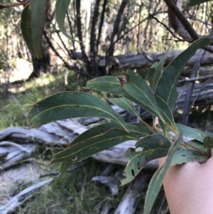 Acacia falciformis at Paddys River, ACT - 9 Oct 2021 03:47 PM