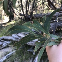 Acacia falciformis at Paddys River, ACT - 9 Oct 2021 03:47 PM