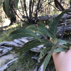 Acacia falciformis at Paddys River, ACT - 9 Oct 2021 03:47 PM