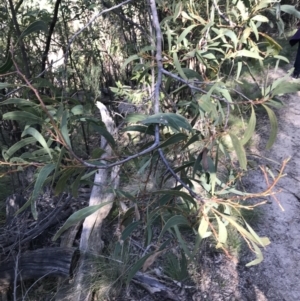 Acacia falciformis at Paddys River, ACT - 9 Oct 2021 03:47 PM