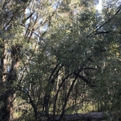 Acacia falciformis at Paddys River, ACT - 9 Oct 2021 03:47 PM