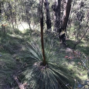 Xanthorrhoea glauca subsp. angustifolia at Paddys River, ACT - 9 Oct 2021