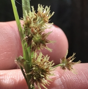 Luzula flaccida at Paddys River, ACT - 9 Oct 2021