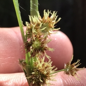 Luzula flaccida at Paddys River, ACT - 9 Oct 2021