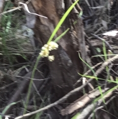 Luzula flaccida at Paddys River, ACT - 9 Oct 2021